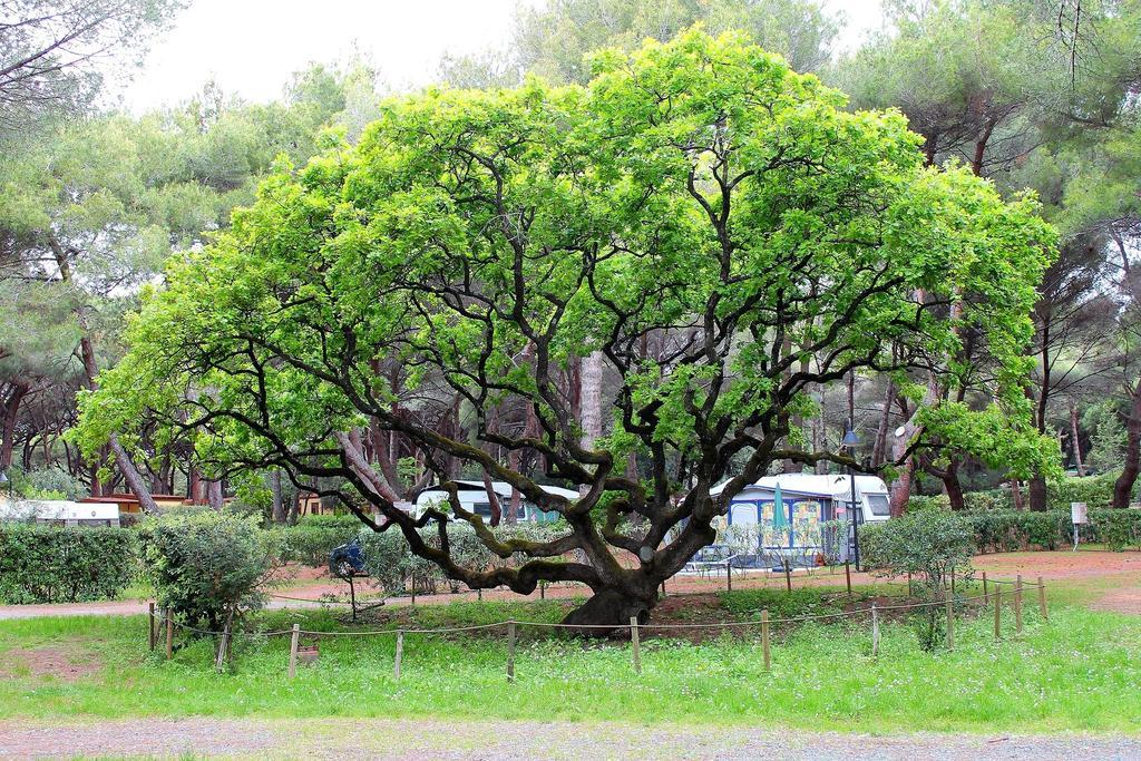 מרינה די ביבונה Le Esperidi Camping Ecoresort מראה חיצוני תמונה